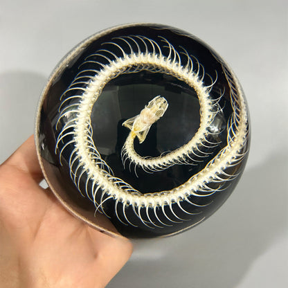 Real Semicircular Snake Skeleton Specimen Resin Ornaments