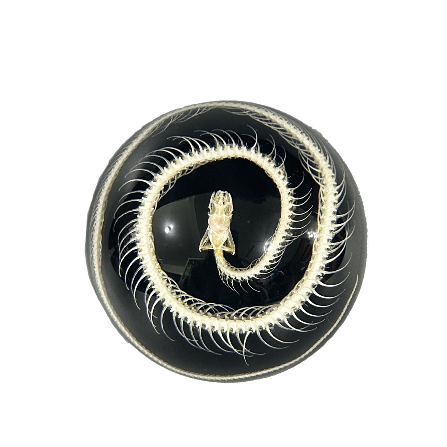 Real Semicircular Snake Skeleton Specimen Resin Ornaments