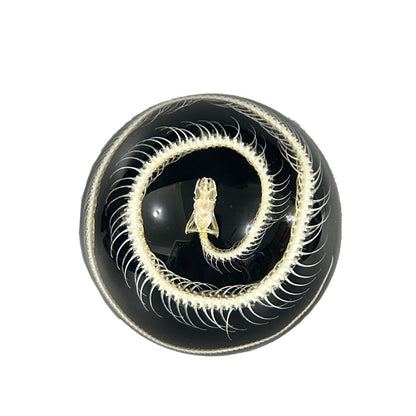 Real Semicircular Snake Skeleton Specimen Resin Ornaments