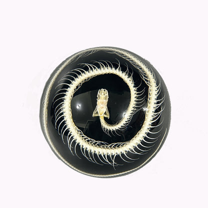 Real Semicircular Snake Skeleton Specimen Resin Ornaments